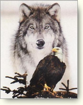 [BoW] eagle_wolf Logo