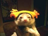 Giggles the Ferret Logo