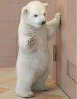 Polar Bear Cub  Logo